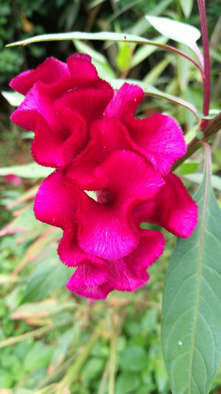 flower
