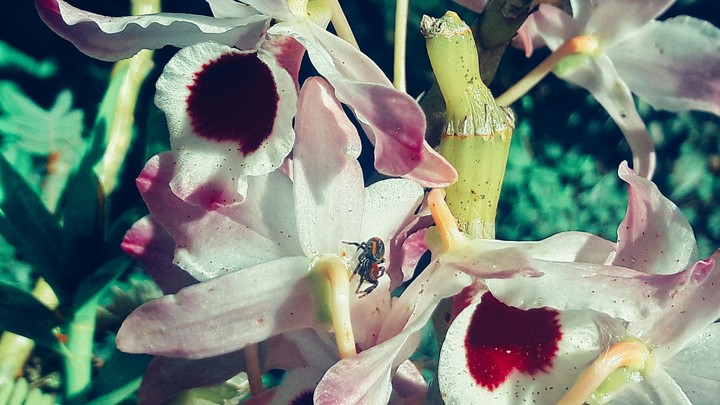 Spider