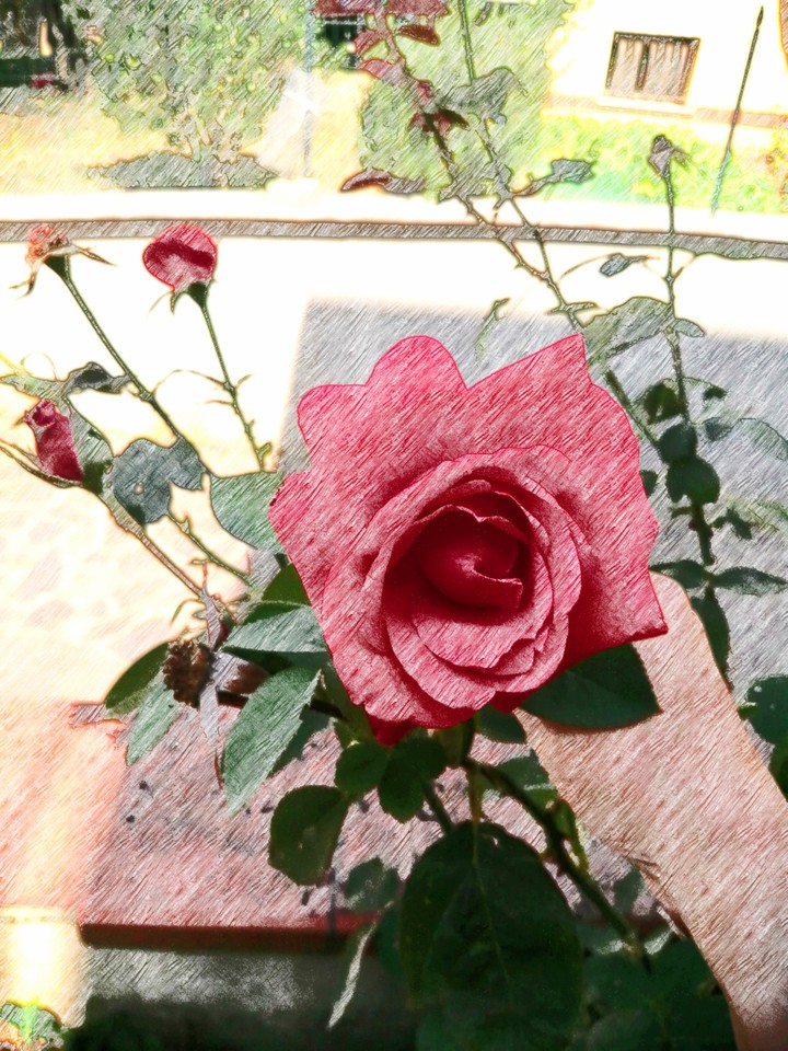 rosa