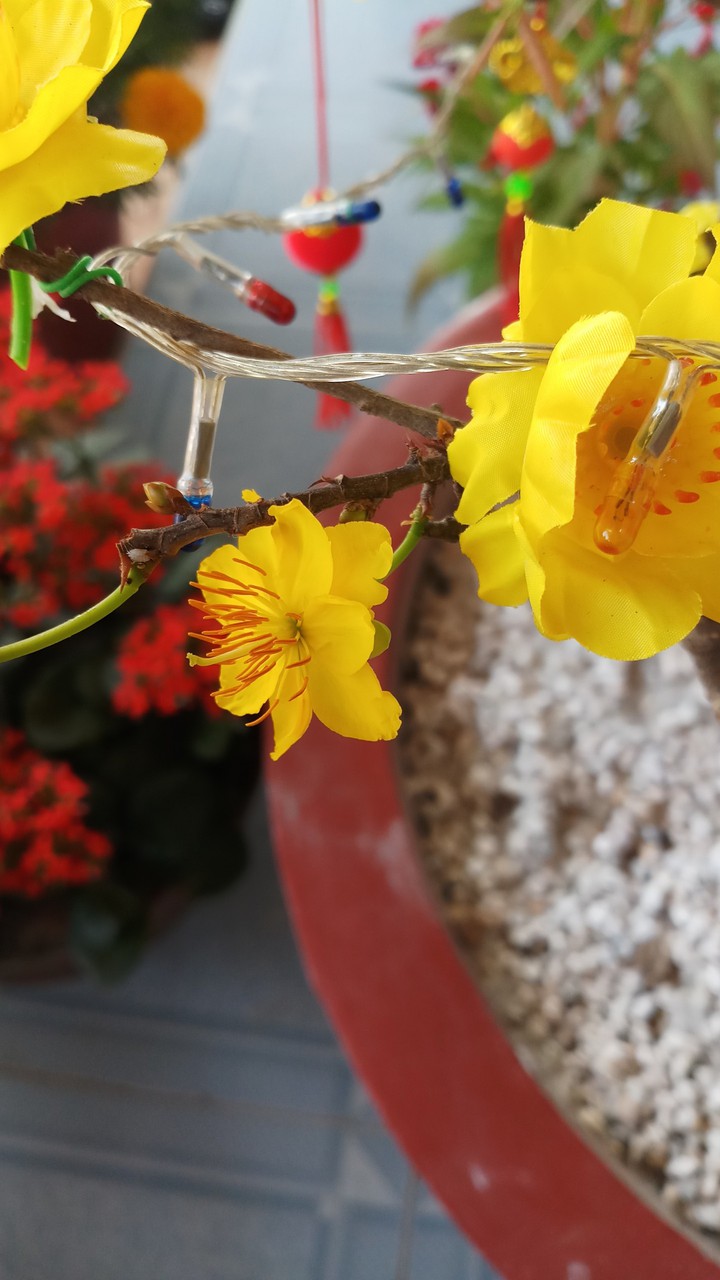 My apricot blossom flowers in Spring