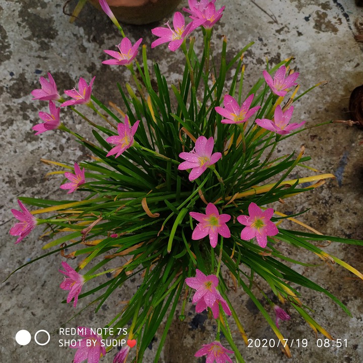 gash flower