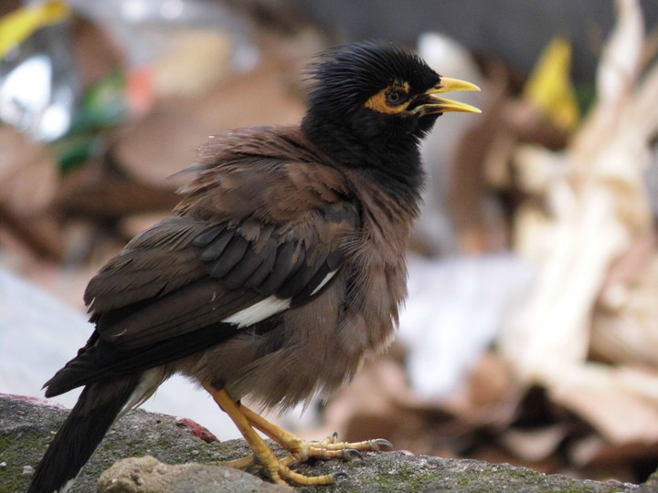 Bird