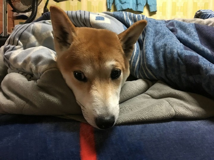DOG柴