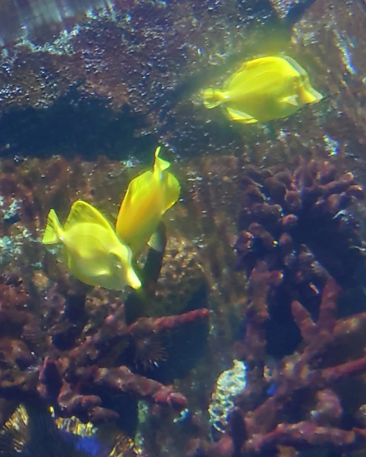Acuario de Benalmádena Beach