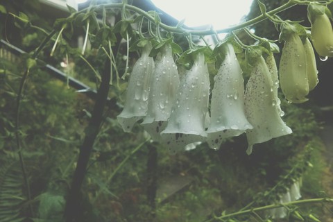 Wet