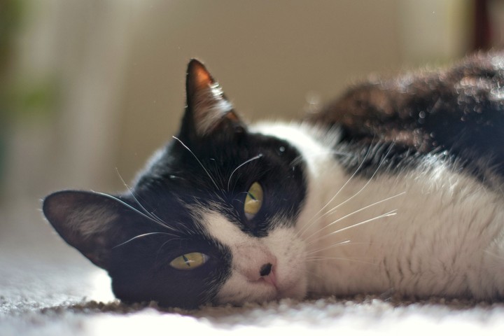 Domino