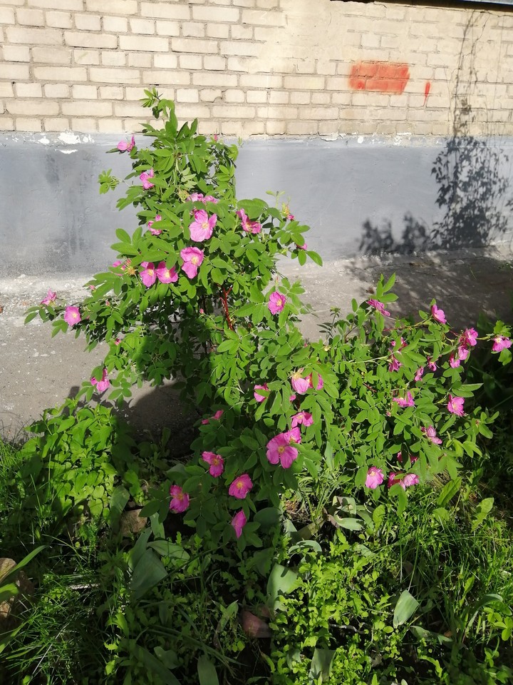 цветы.