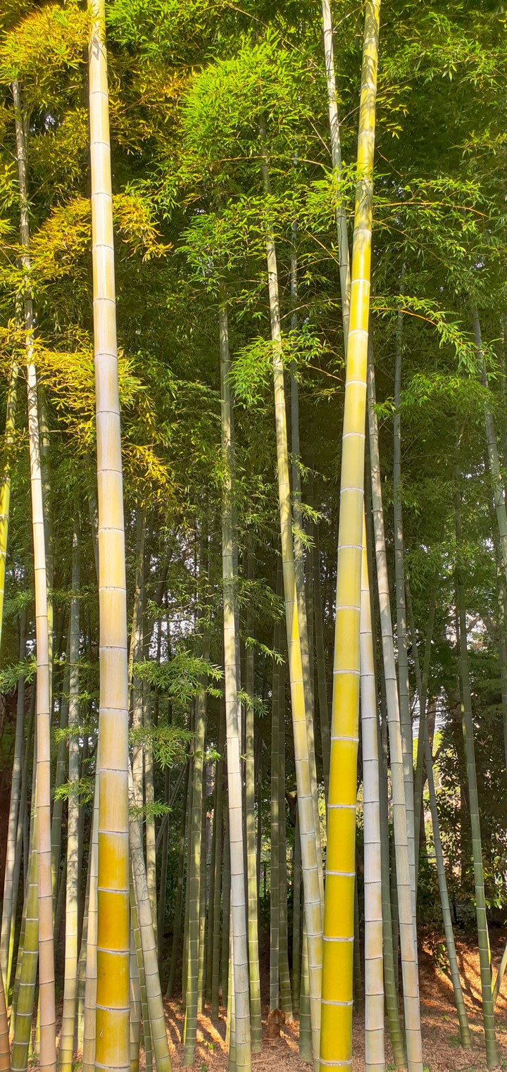 Bamboo
