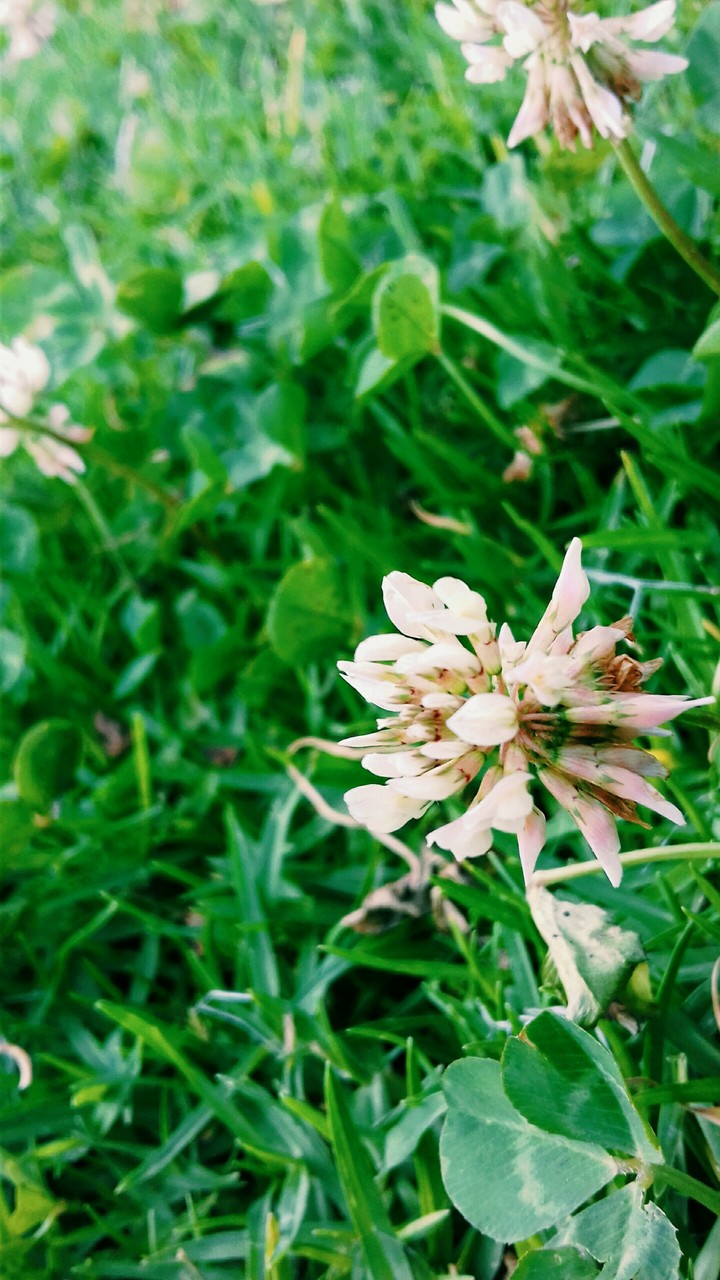 White of hope