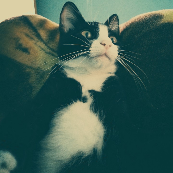 cat "Panda"