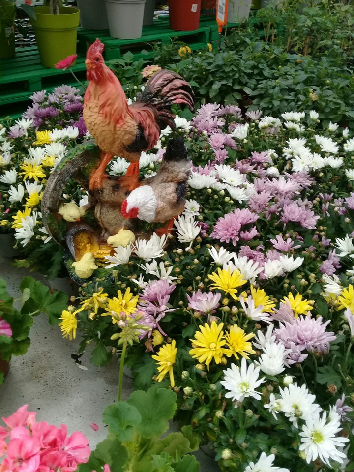 цветы