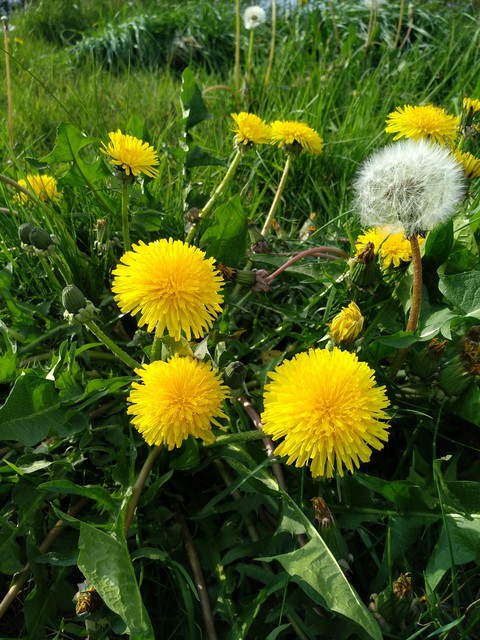 Dandelions