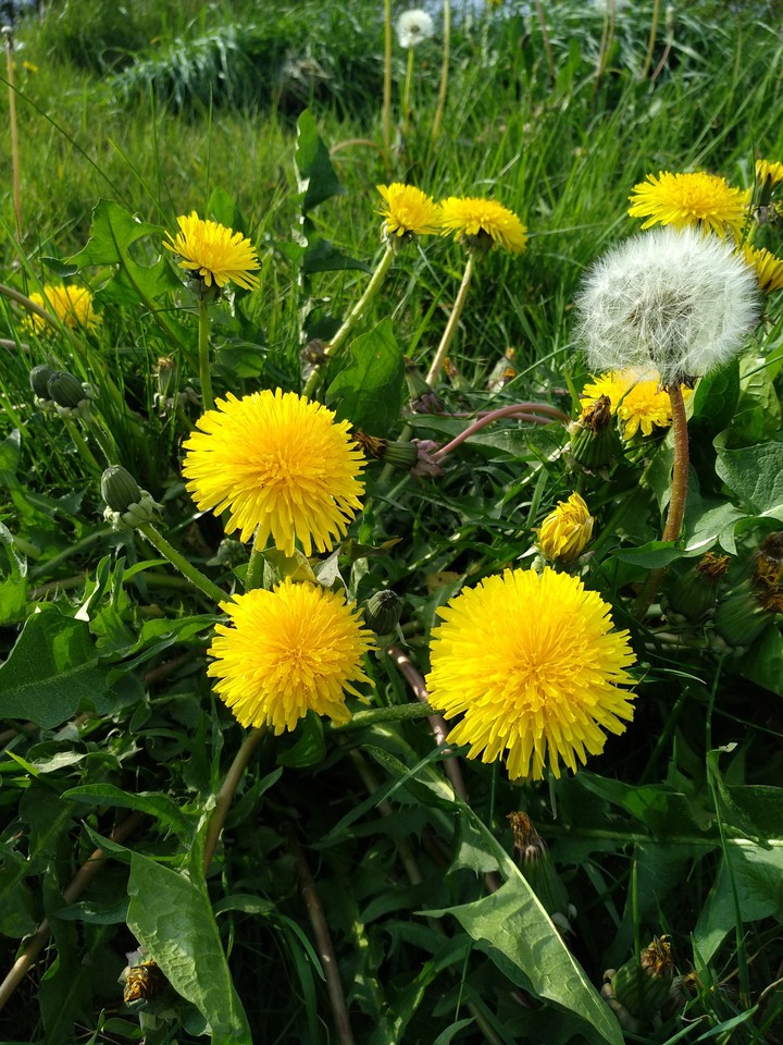 Dandelions