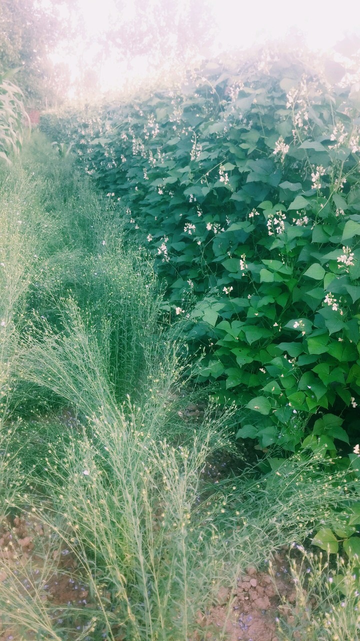 naturel