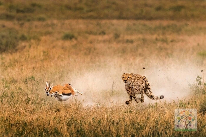 wild life