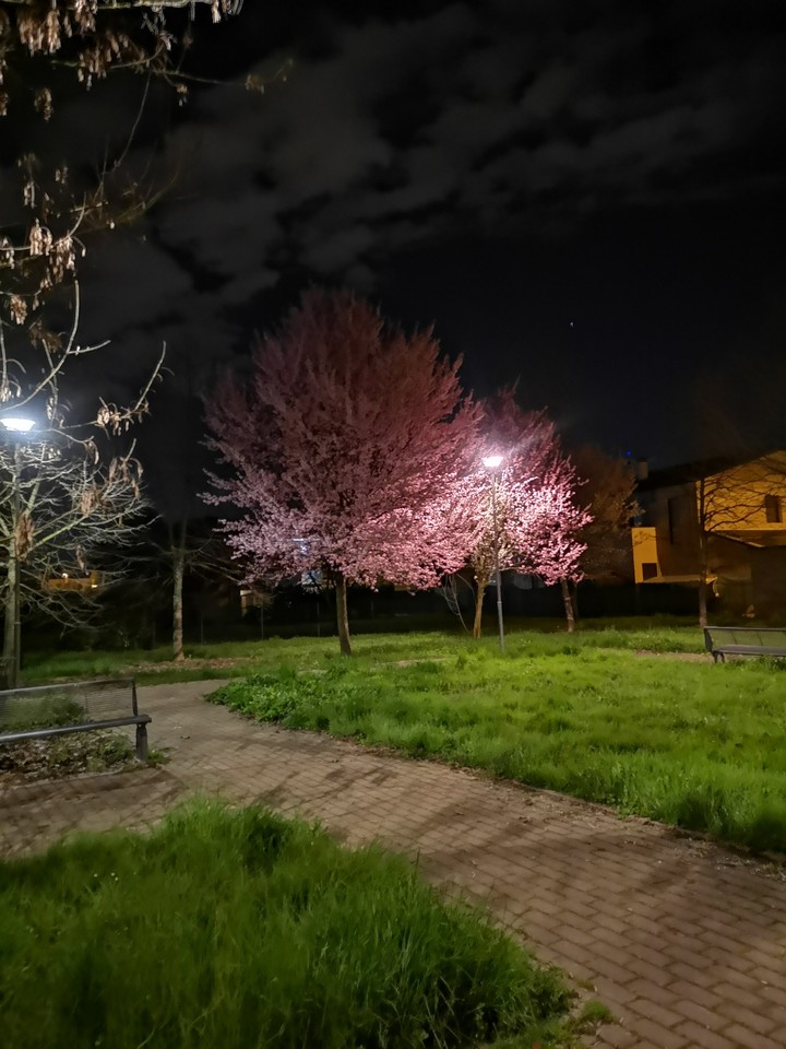 Pink night