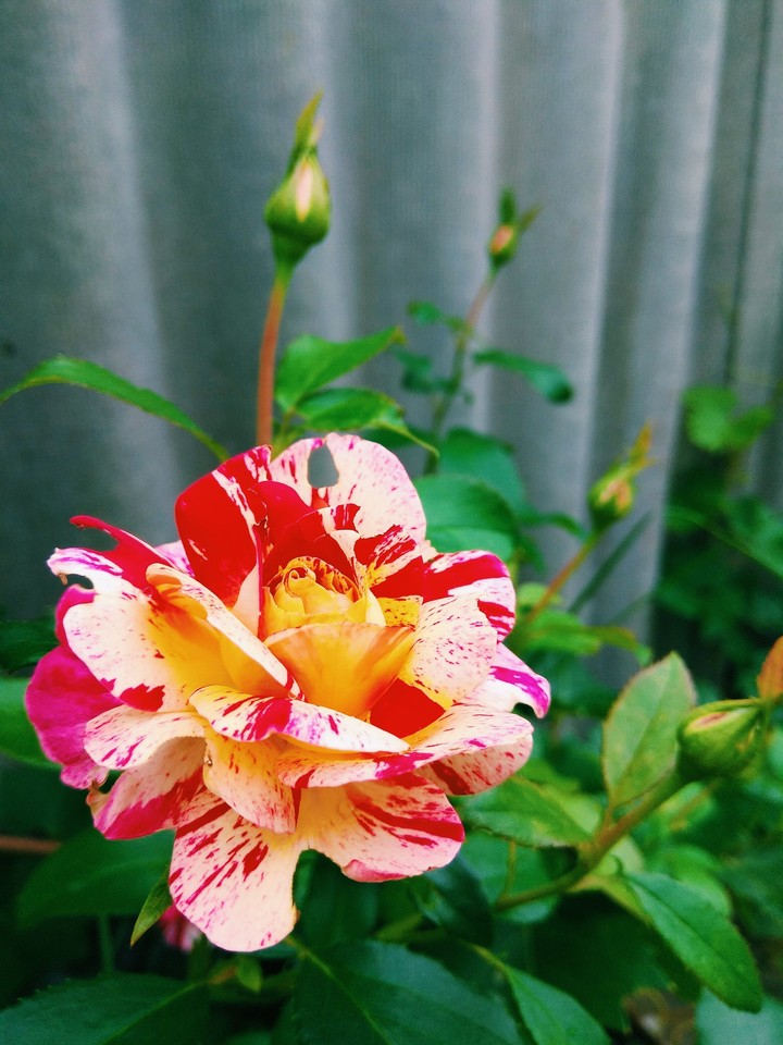 rose