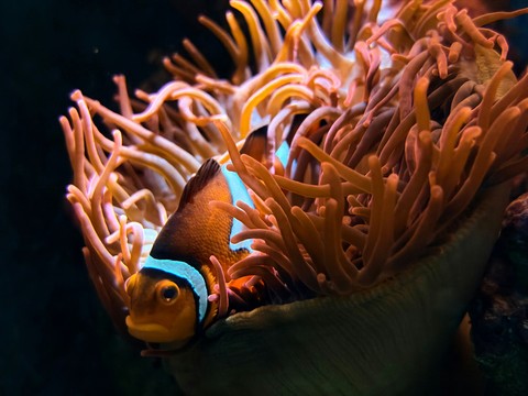 sfondi reef, Fish