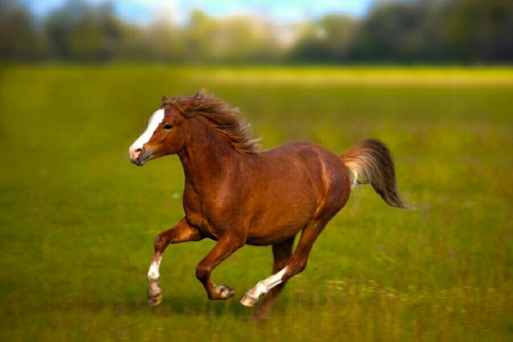 horse