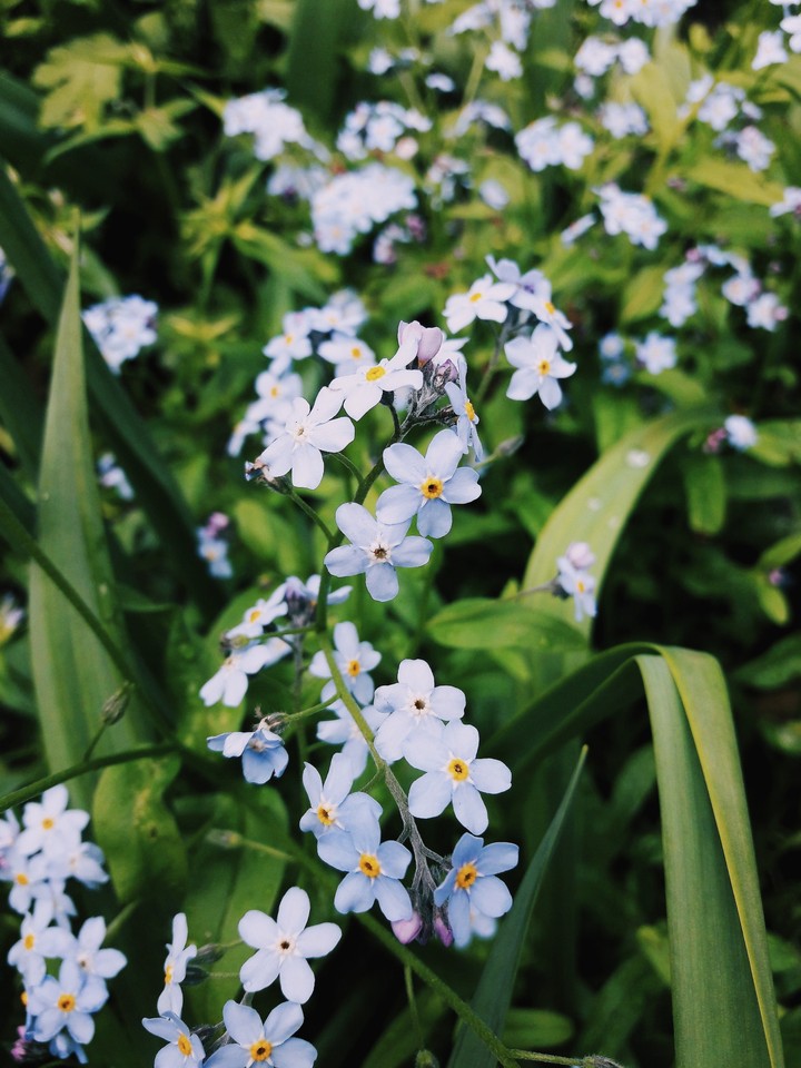 forget-me-not  2