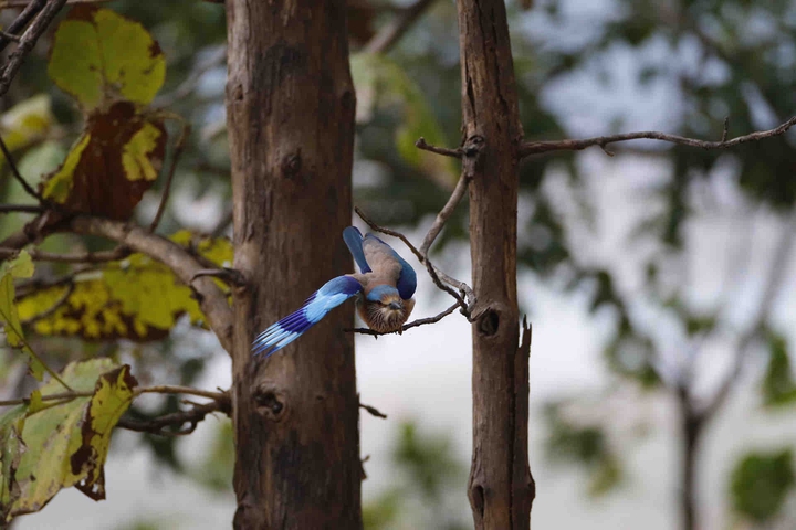 Indian roller Neelkanth