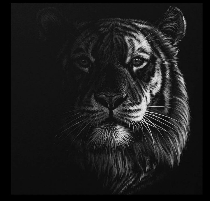 dessin animaux