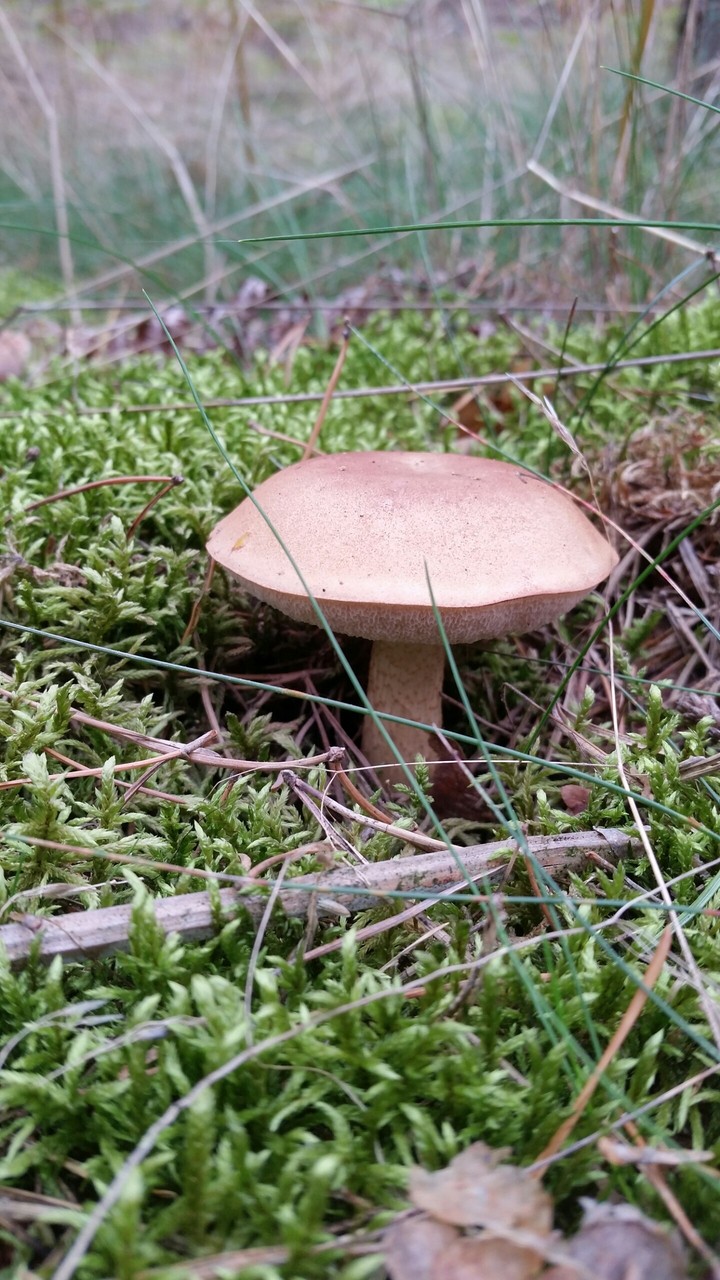 grzyby