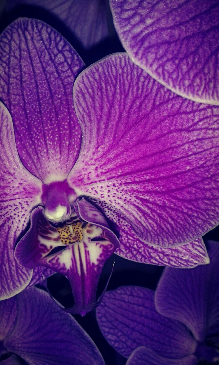 Orchid