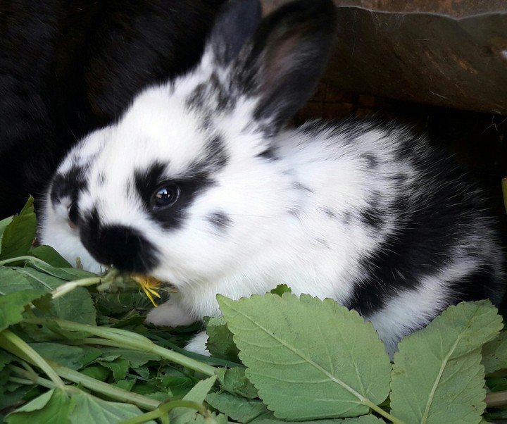 rabbit