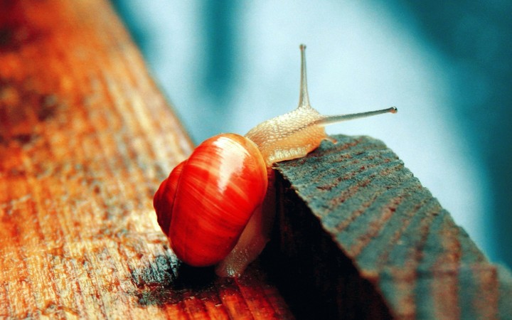 Snail climbing on a brick