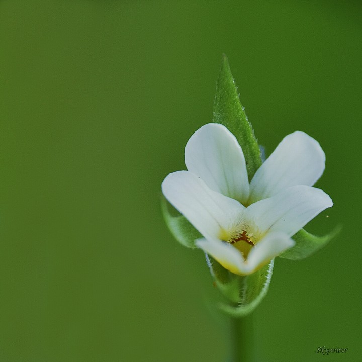 flower