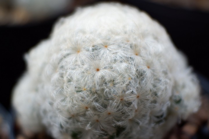 ขนนกขาว