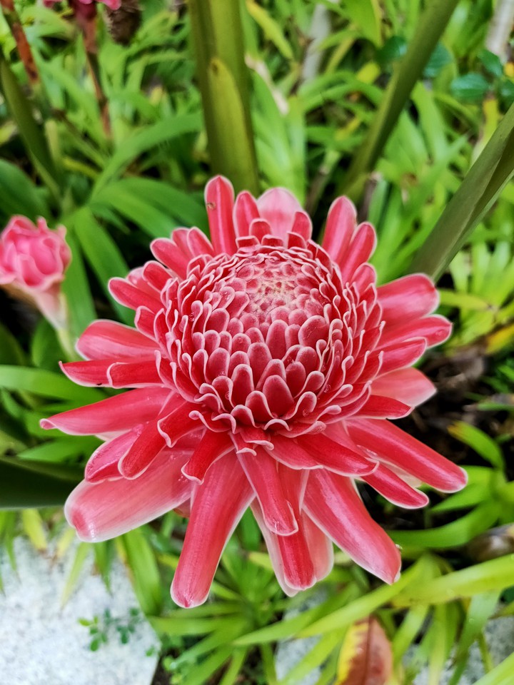 red