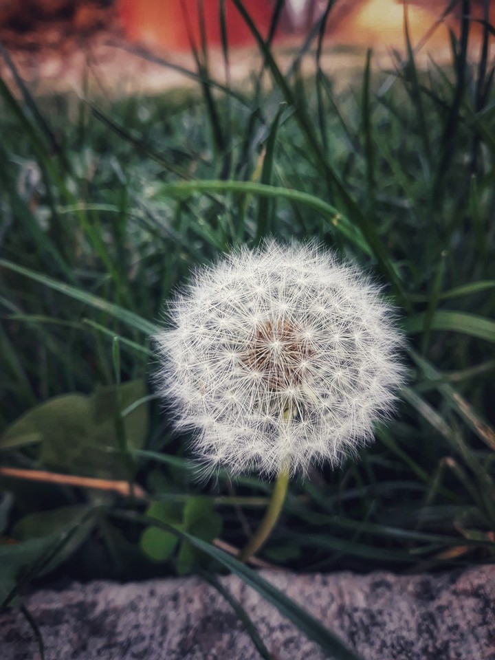 Dandelion