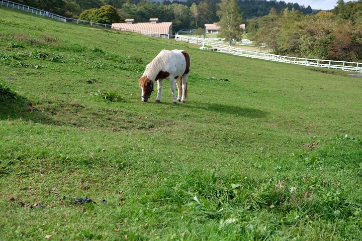 Horse