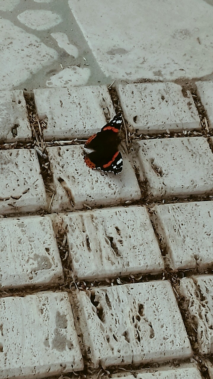 farfalla