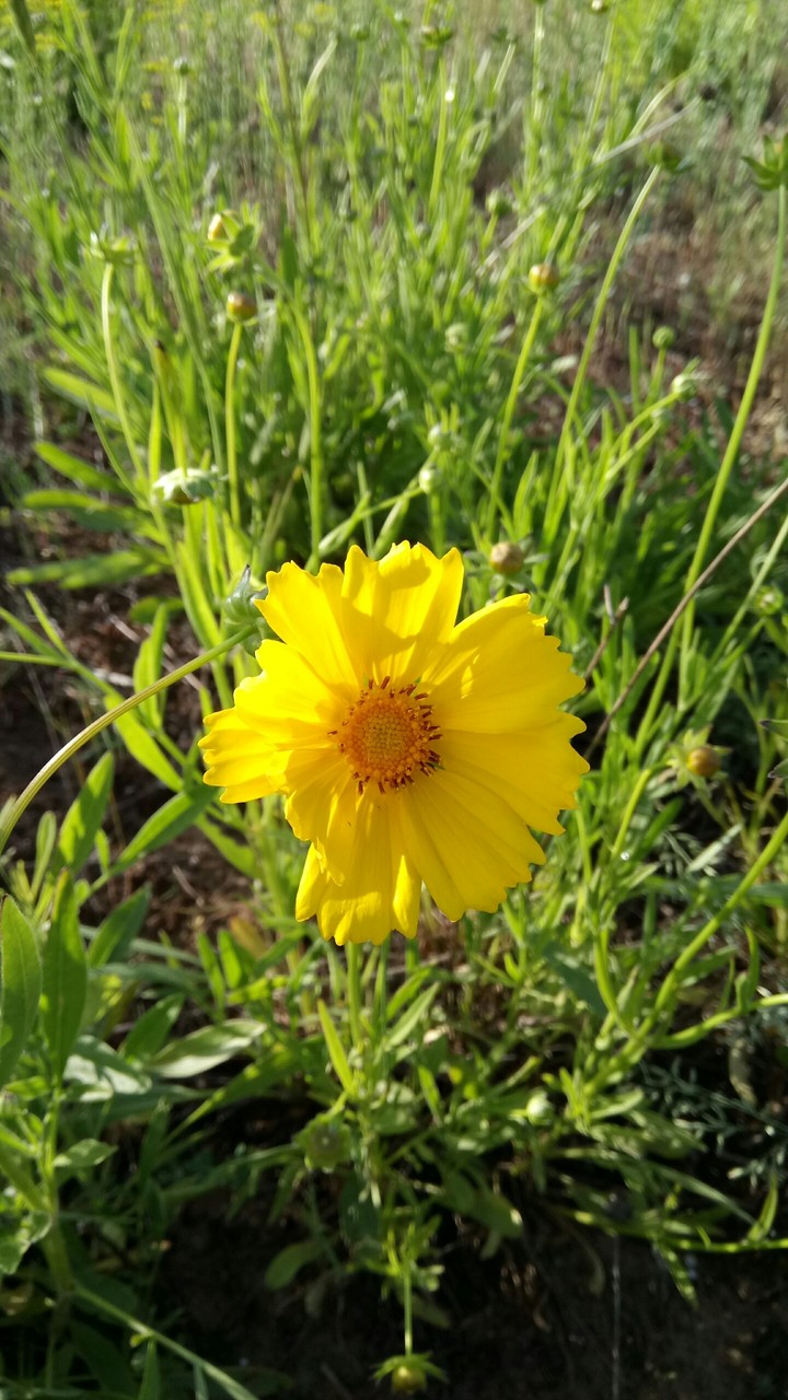 flower