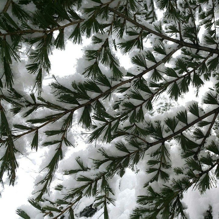 Snow