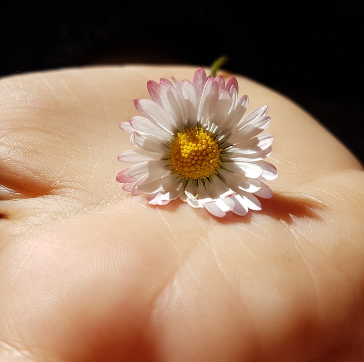 tendre une fleur au cœur d'or dès ténèbres