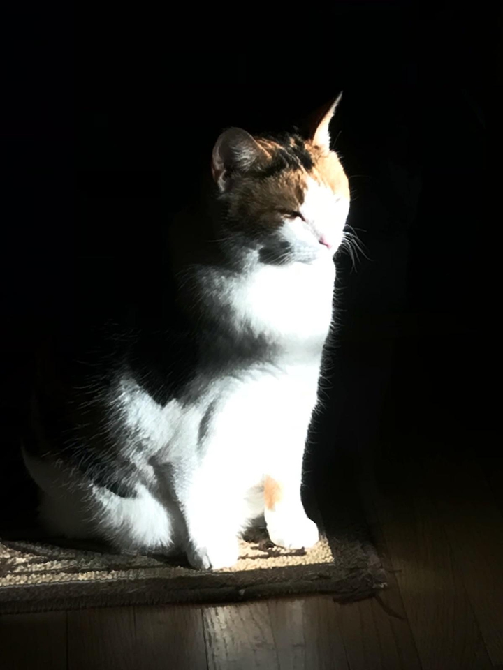 Mokie cat