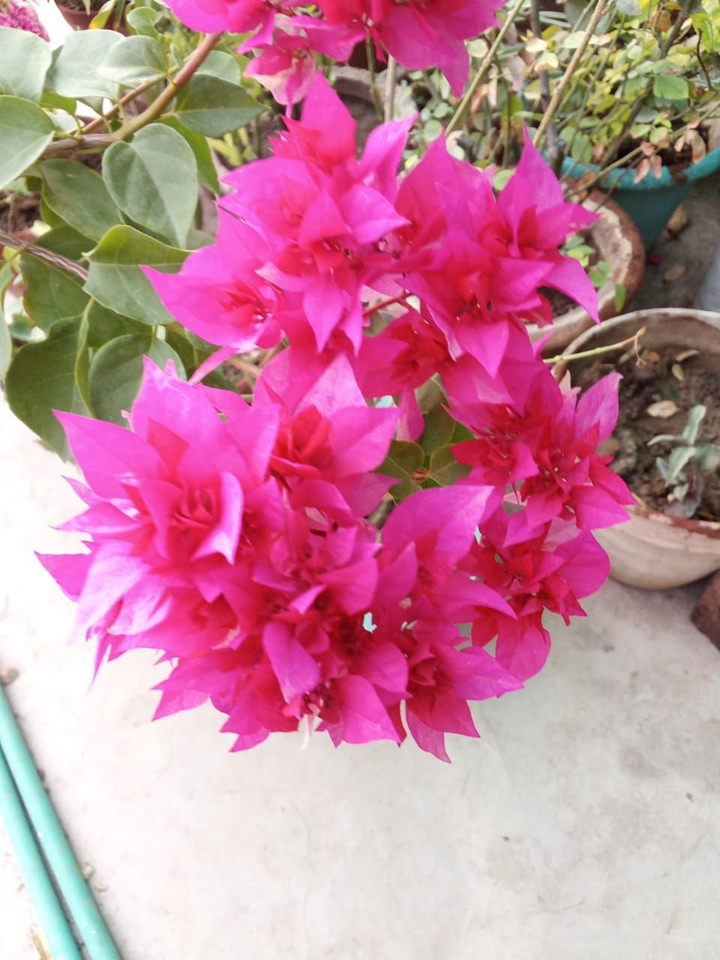 flower