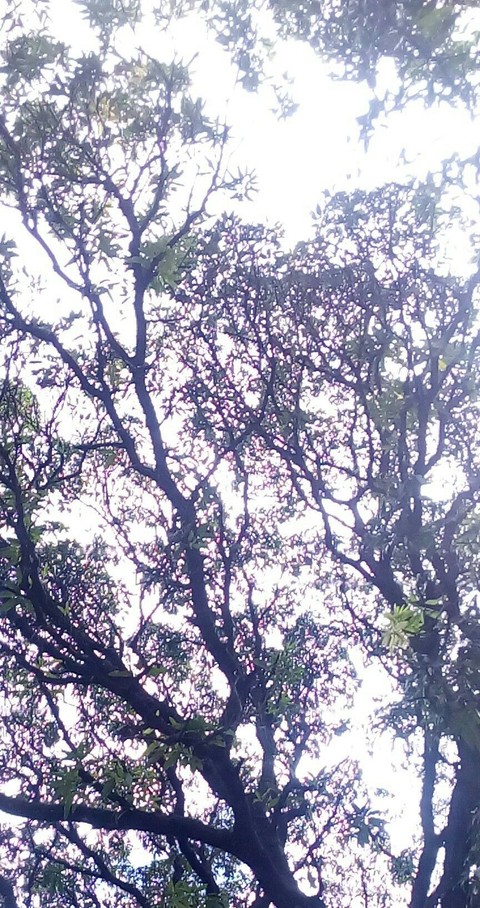 Perspectives of a tree #01