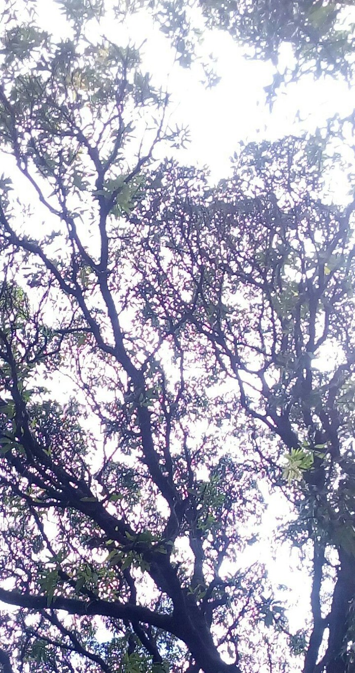 Perspectives of a tree #01