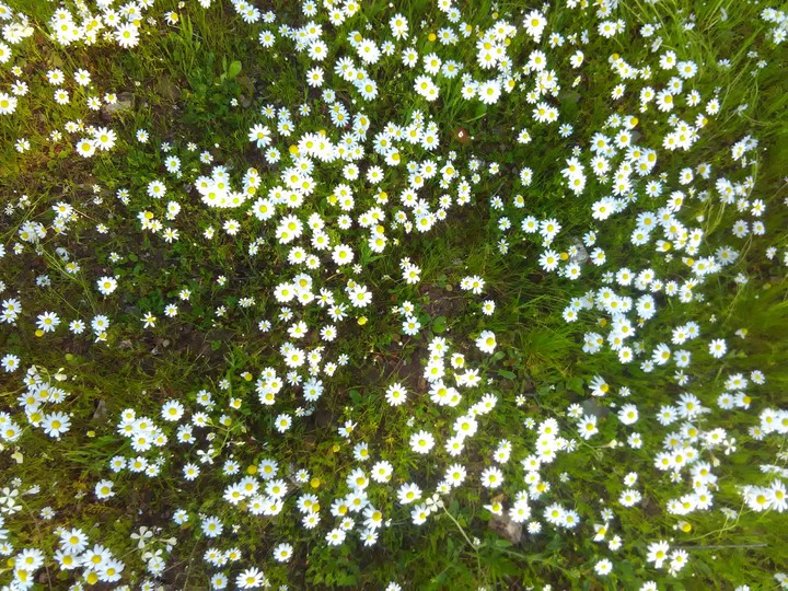 Daisies
