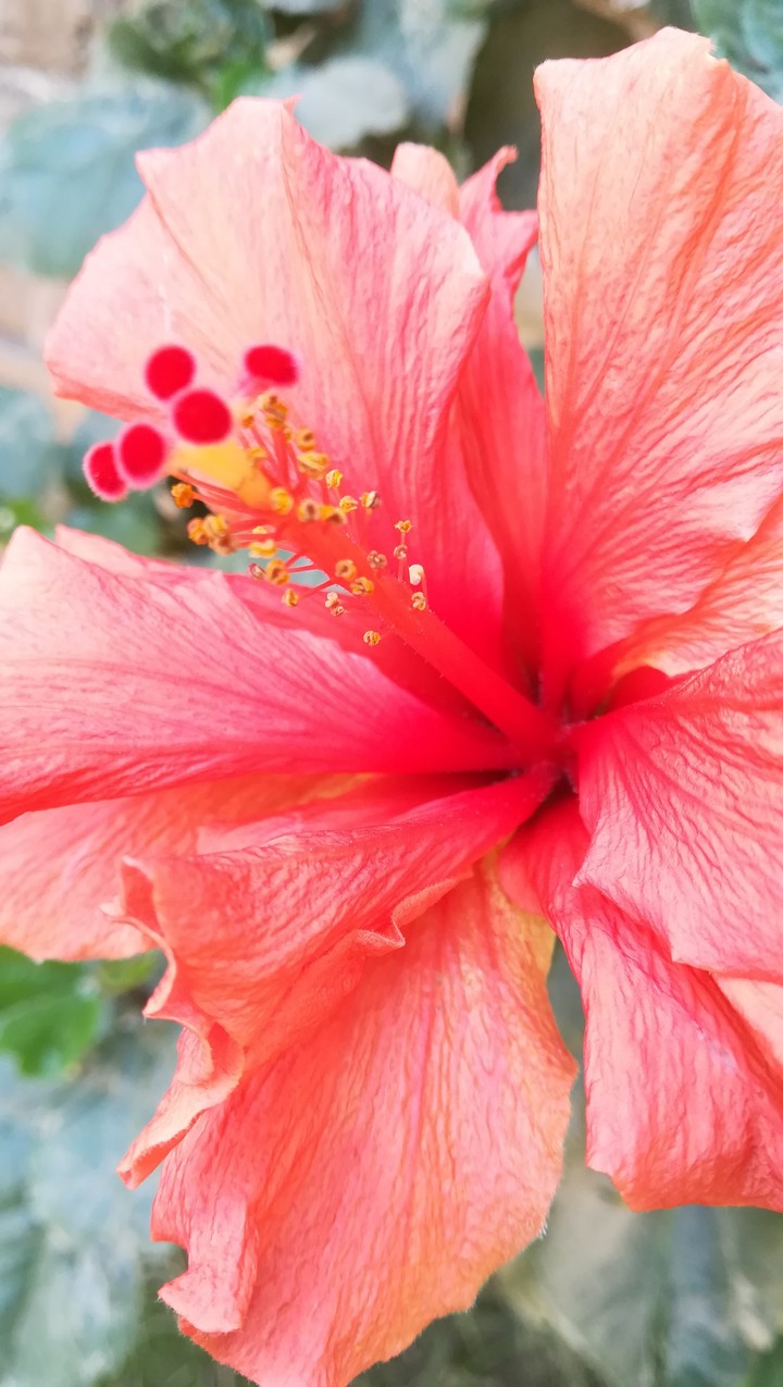Beautiful Oleander Flower Kaner