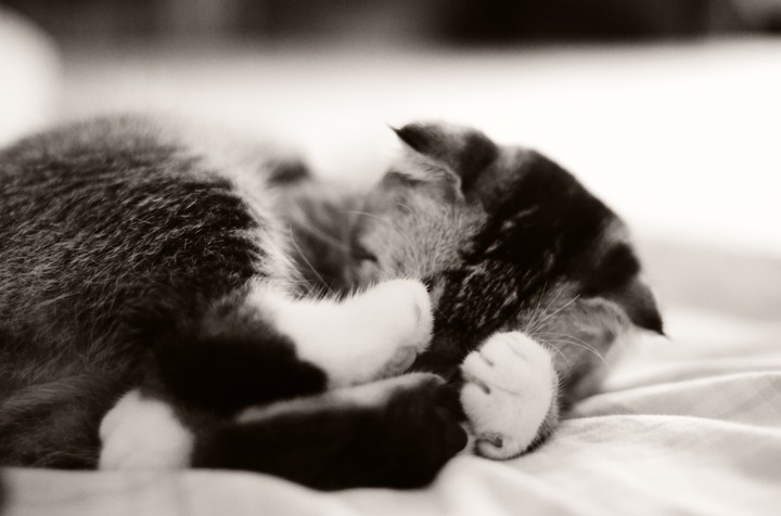 The Kitten