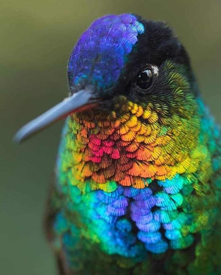 color full bird