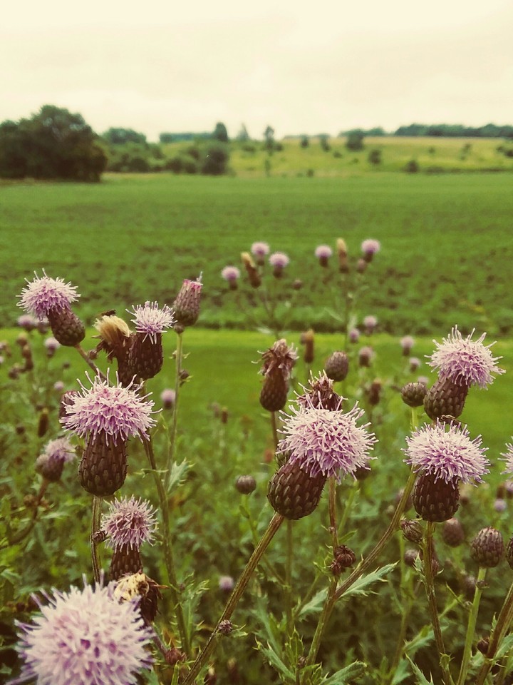 The Beauty of Weeds