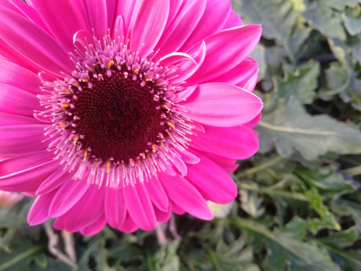 pink Gerbera