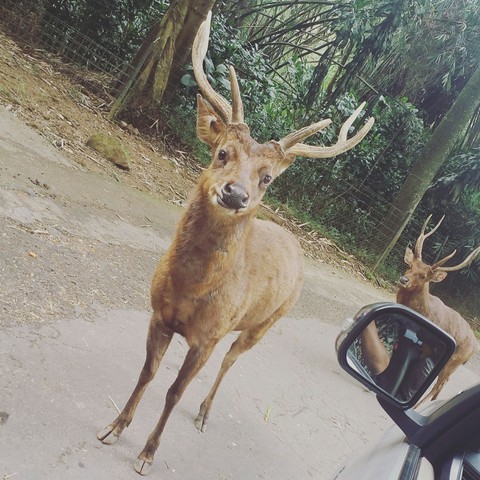 hello im deer.